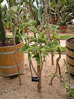 Kalanchoe Beharensis (fam Crassulacees) (Madagascar) (01) (Photo F. Mrugala)
